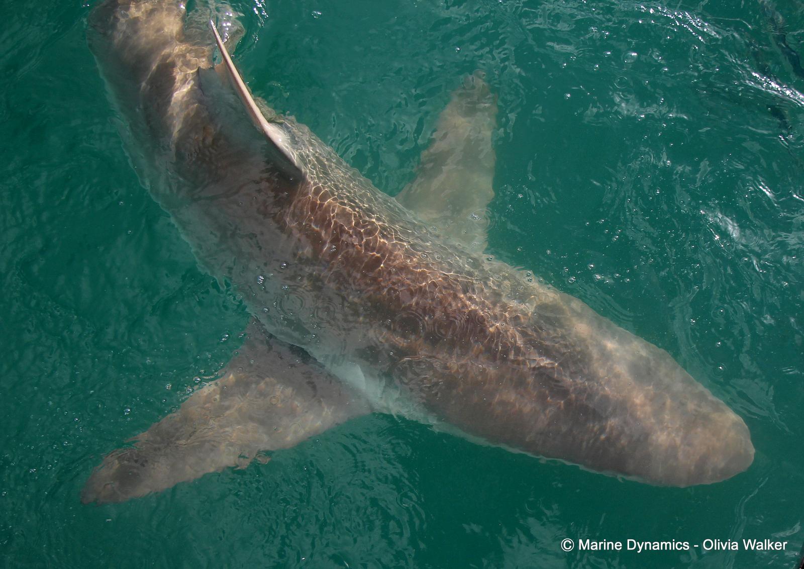 Shark Cage Diving, South Africa, Bronze Whaler shark